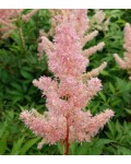 Astilbe Japonica Europa